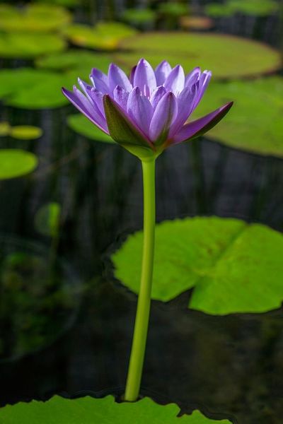 Blue Cape Water lily